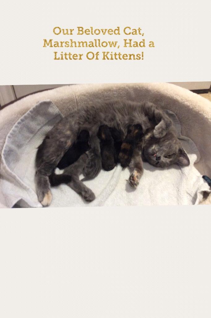Our Beloved Cat, Marshmallow, Had a Litter Of Kittens!
