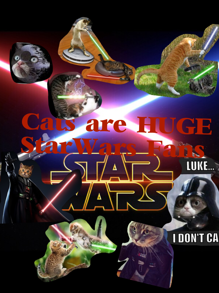 Cats are HUGE StarWars fans