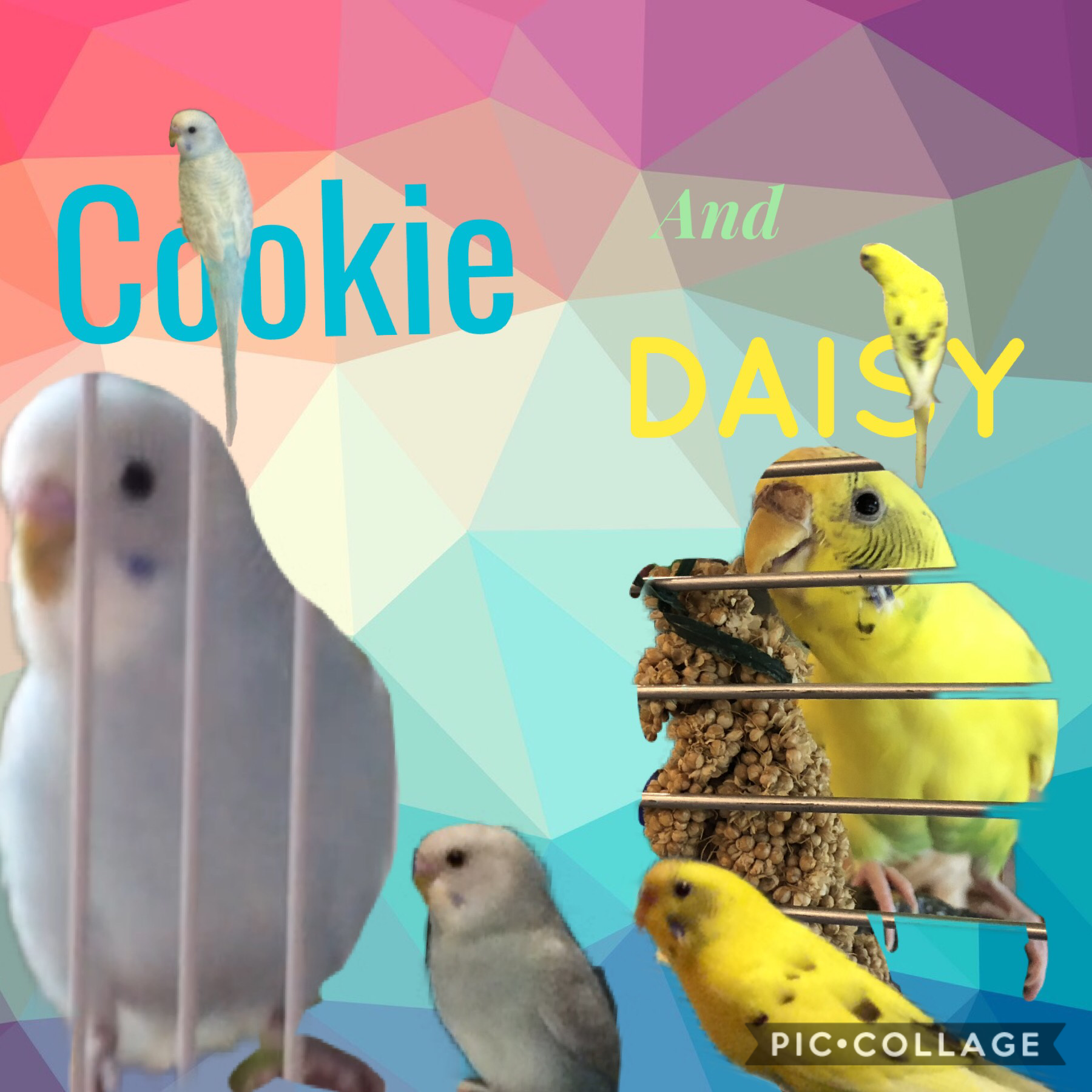 These are my budgies! I love them so much!