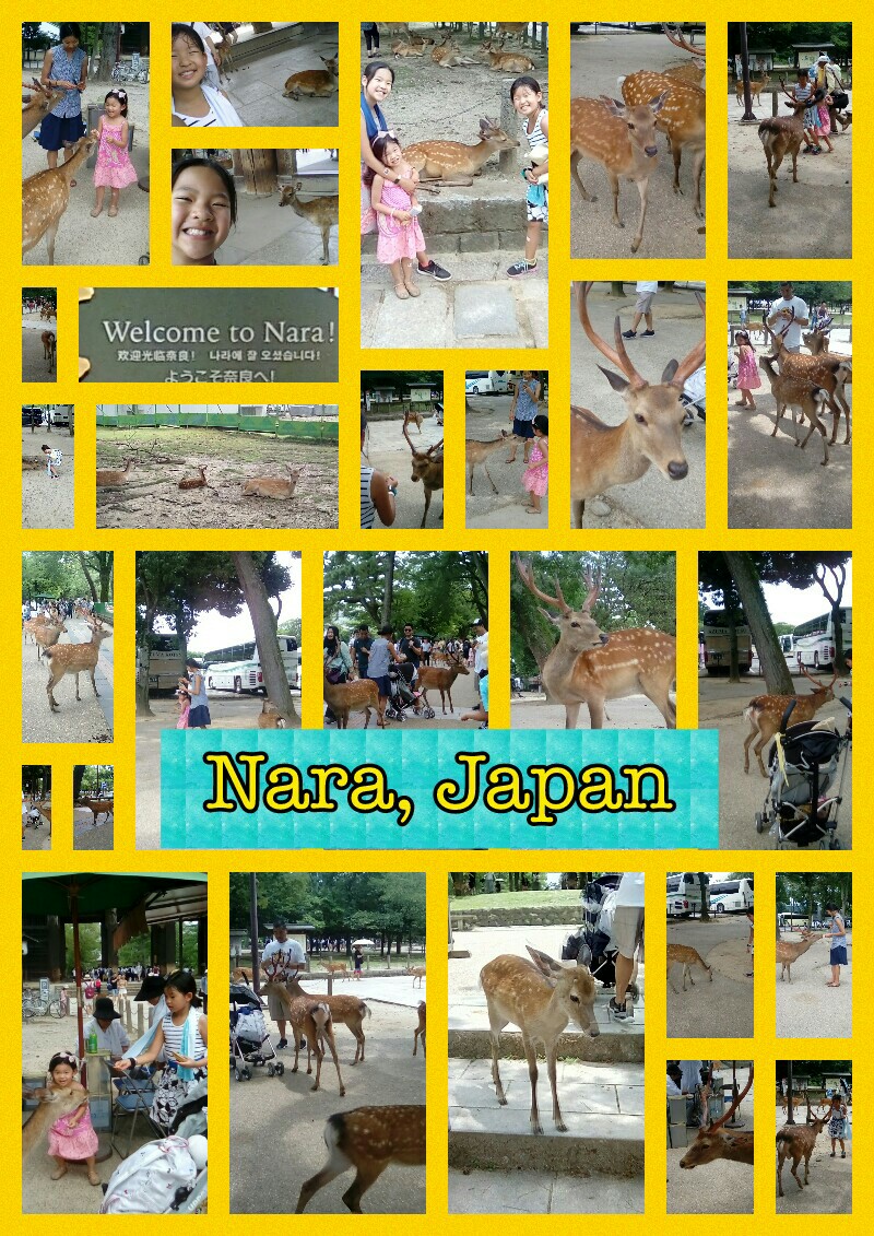 Nara, Japan!! 😊
Got to see and meet real deer!! Which one is the cutest?