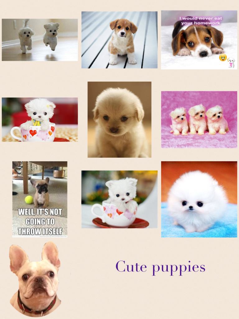 Cute puppies and pls follow me 