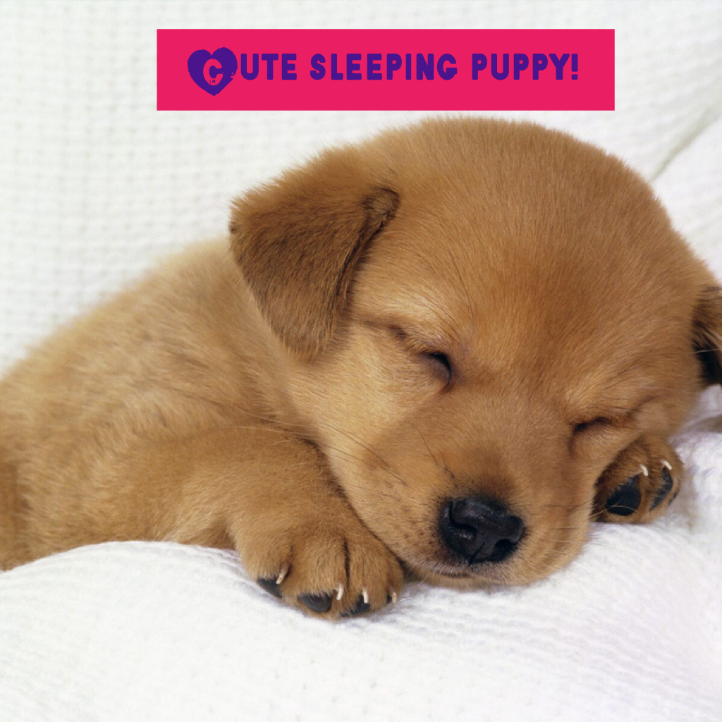 Cute sleeping puppy!

Love it and follow me!