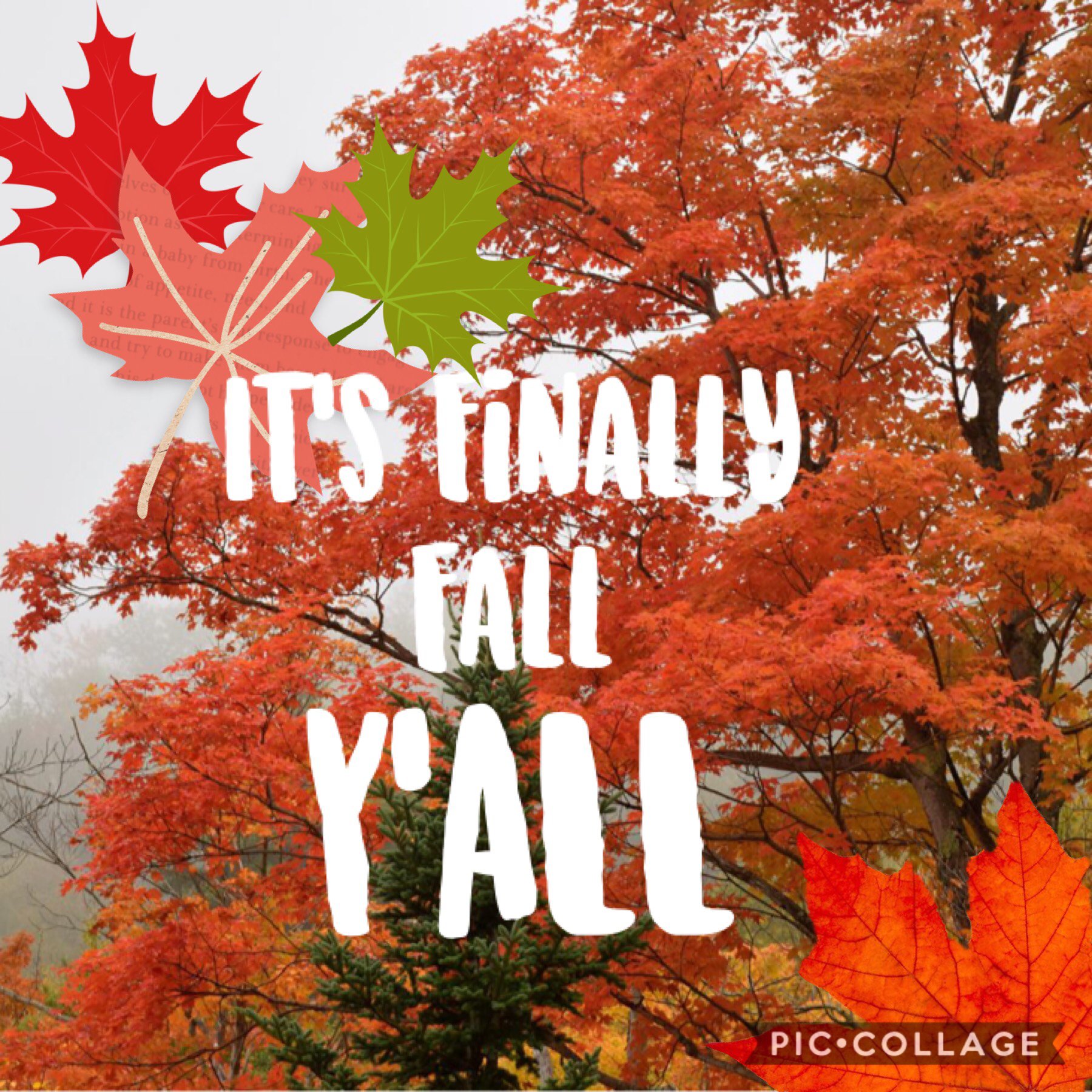 Finally Fall Y’all!