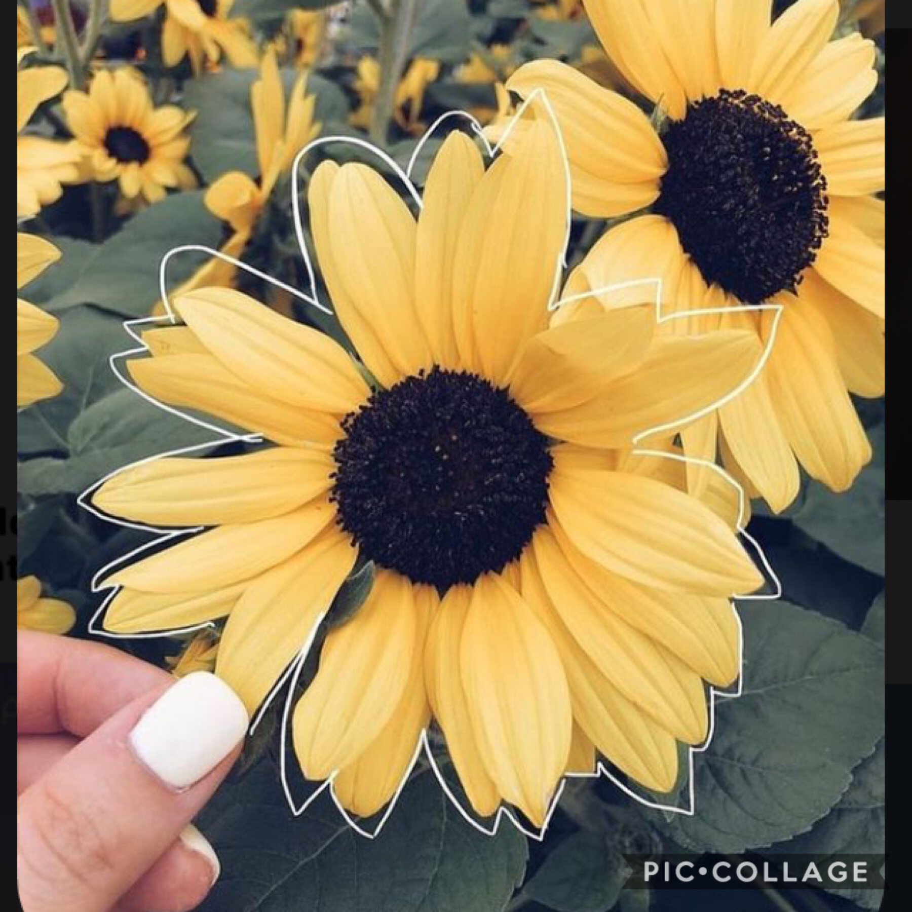 be the SUNflower in someone’s life❤️❤️🌼🌼
~sunflowereditsss
