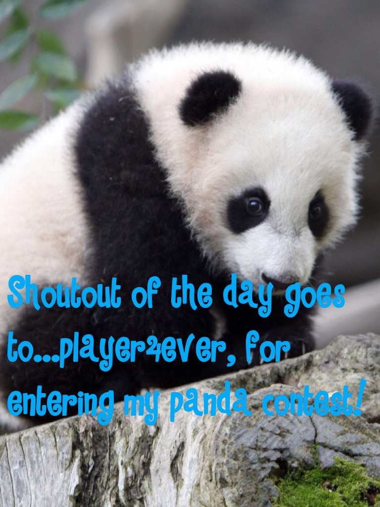 Shoutout of the day goes to...player4ever, for entering my panda contest!