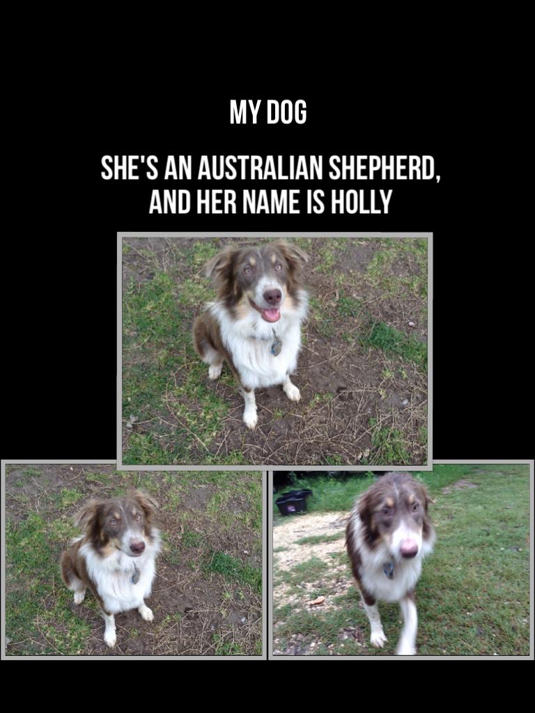 She's an Australian shepherd, and her name is Holly