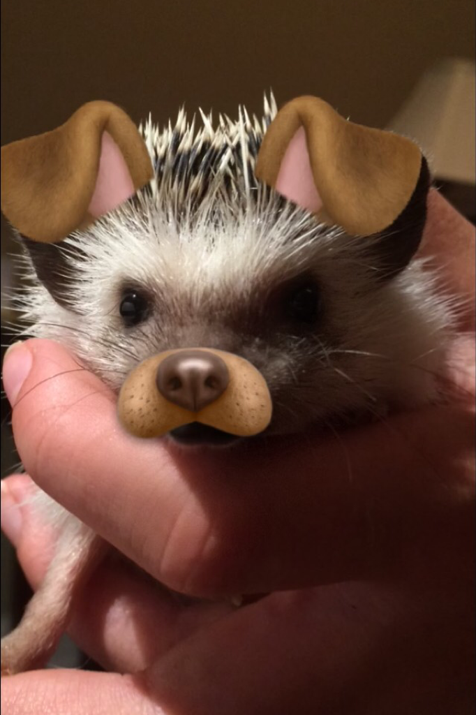I haven't been on so here's a picture of my hedgehog
