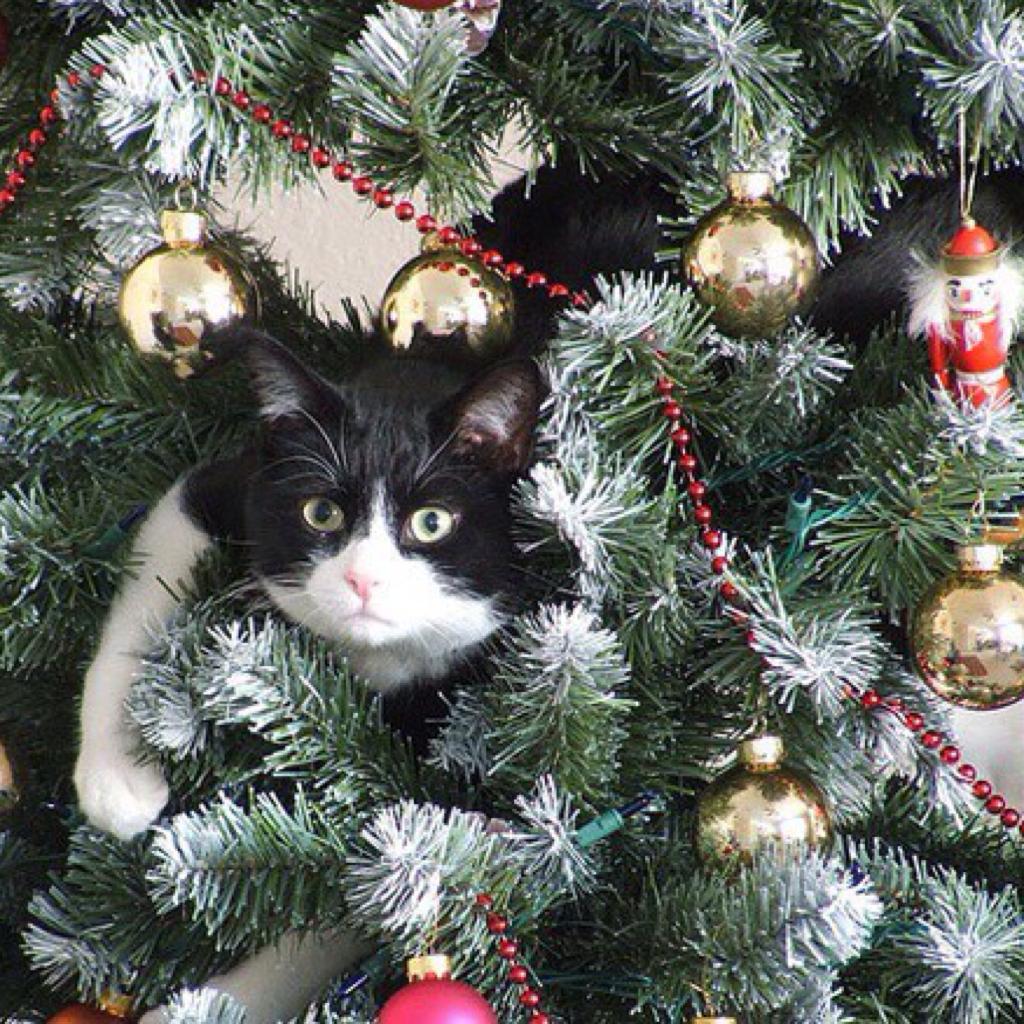 Because it's a cat in a Christmas tree!! LOL!! 
Merry Christmas and happy holidays to all of my wonder followers!!!!! I hope everyone's holiday is merry and bright!! ❄️❄️☃⛄️☃🎄🎄🌠🎉🎉🛍🎀🛍
LOTS OF LOVE!! 
❤️❤️💛💛💚💚💙💙💜💜💕💗💕