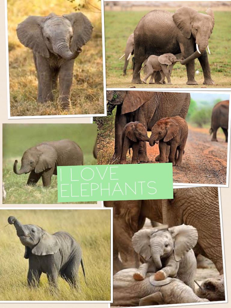 i love elephants
