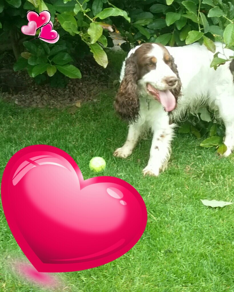 Lucy love her
love her always play fetch not my dog the people we bought daisy my girl dog froms dog! 😁😁 So sad when we leave 😢😢 but i know well go visit her soon if thats to see her or to show Lucys owners how barley my boy dog and daisy are doing and we