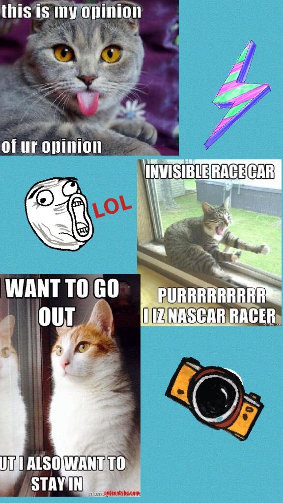Cat memes!! 😂