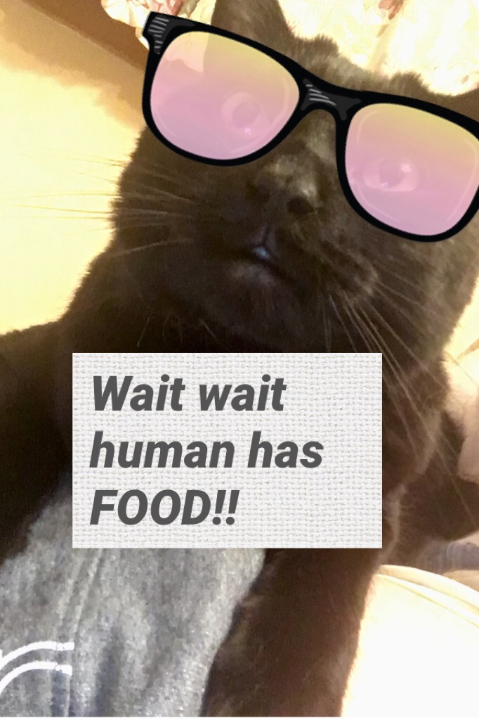 Wait wait human has FOOD!!