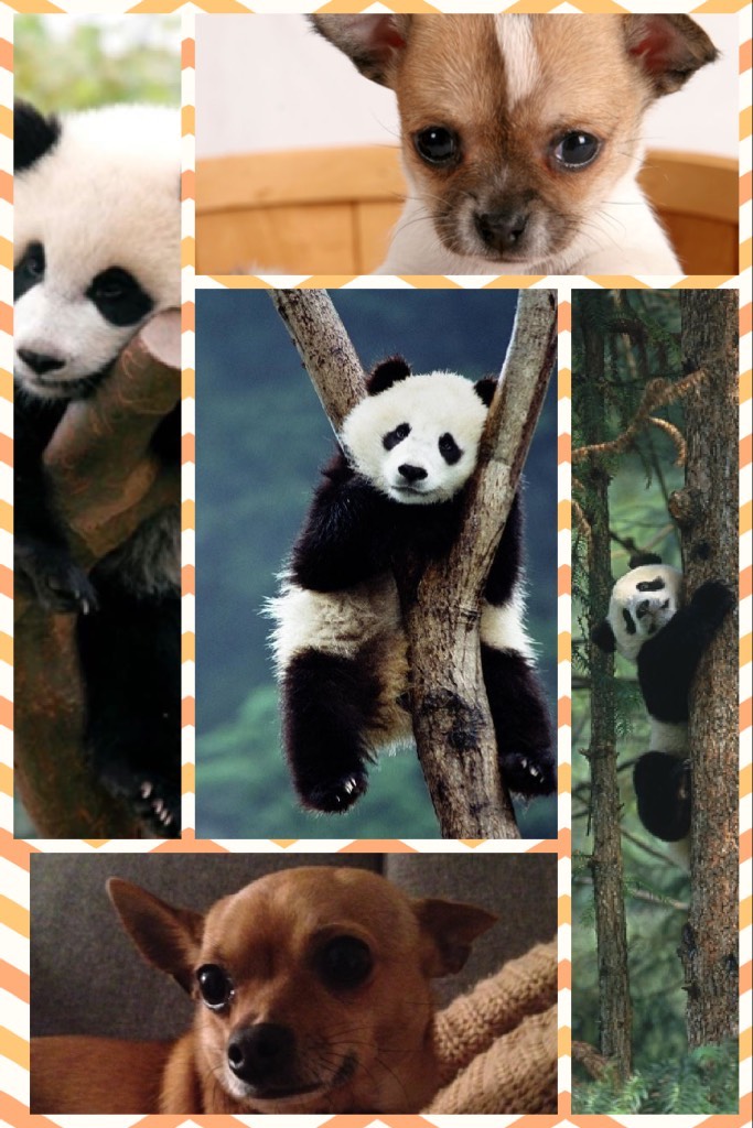 I love pandas and chihuahuas!!!