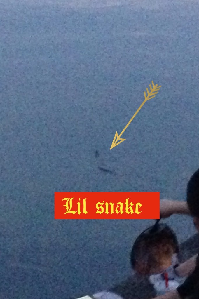 So I went 2 see some fireworks and I saw a snake swimming right by everyone like "WASS GUUUUD"