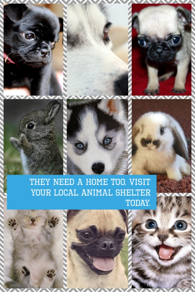 They need a home too. Visit your local animal shelter today.