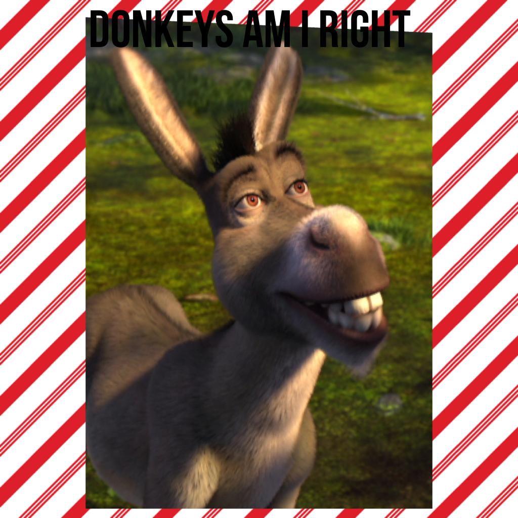 Donkeys am I right