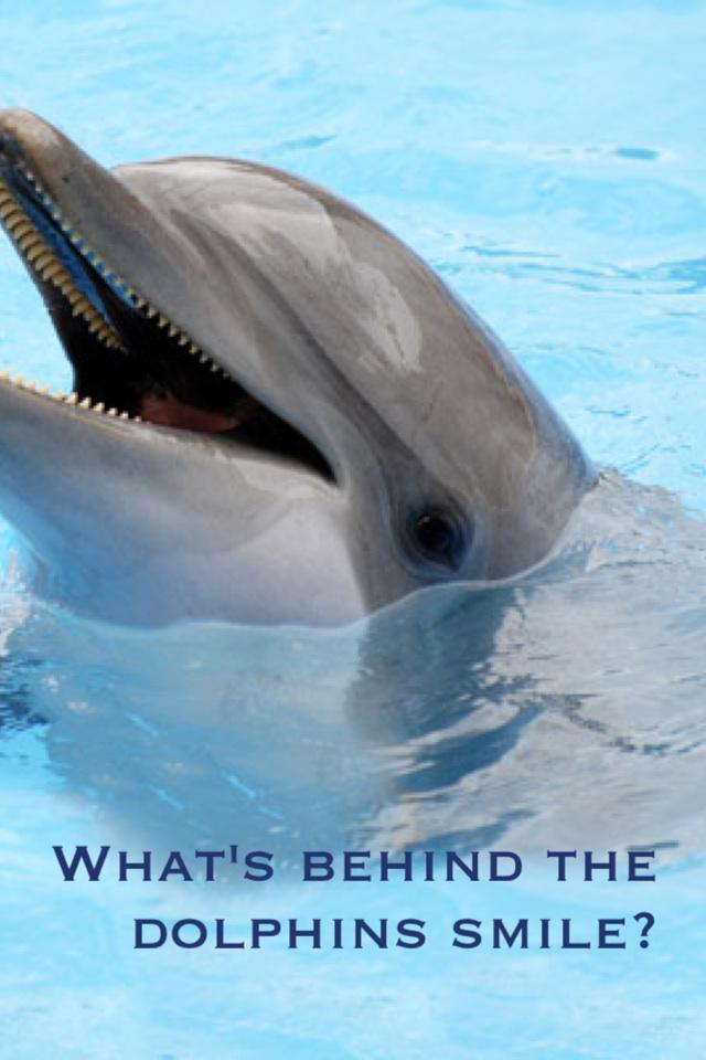 What's behind the dolphins smile?