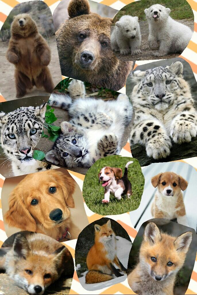All my favourite animals