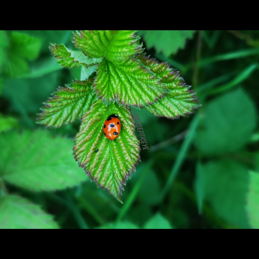 Ladybugs are out, a pretty sight it is. Requests are still in progress so don't worry-