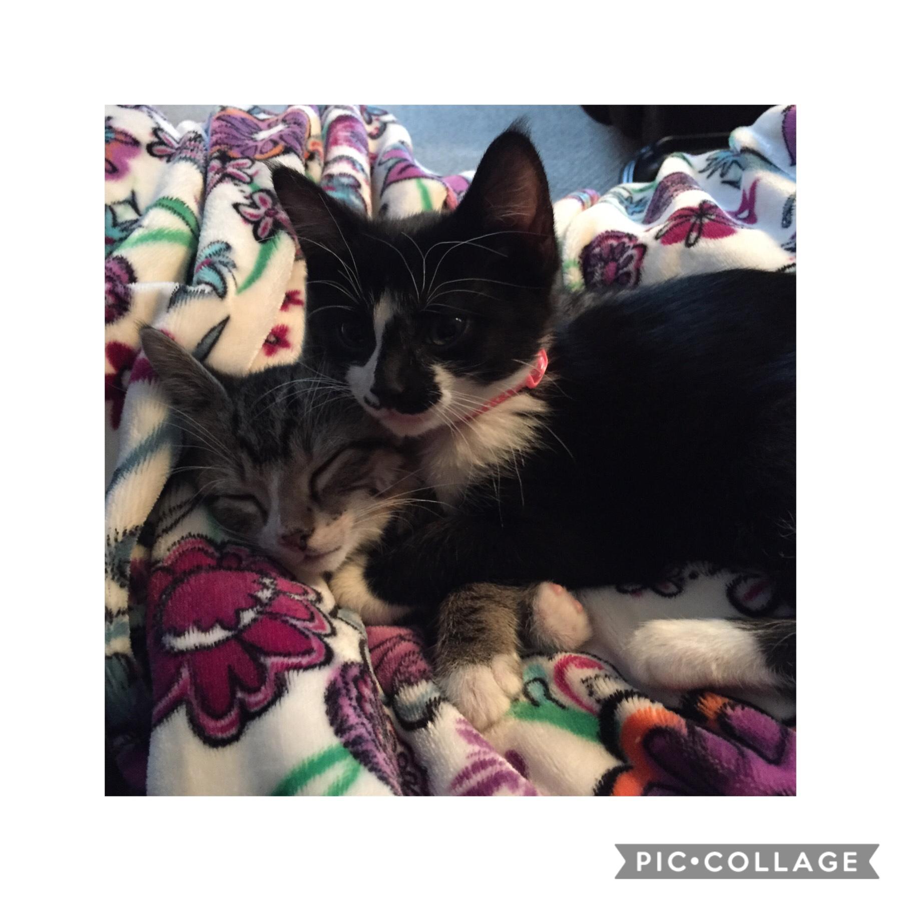 Here is a picture of my cats if you decide to use it for my contest in the other post. Let me know if you want me to make it smaller for you to use it