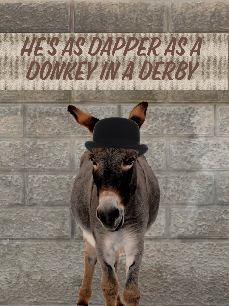 He's as dapper as a donkey in a derby