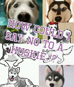how could i
say no to a 
huskie !?