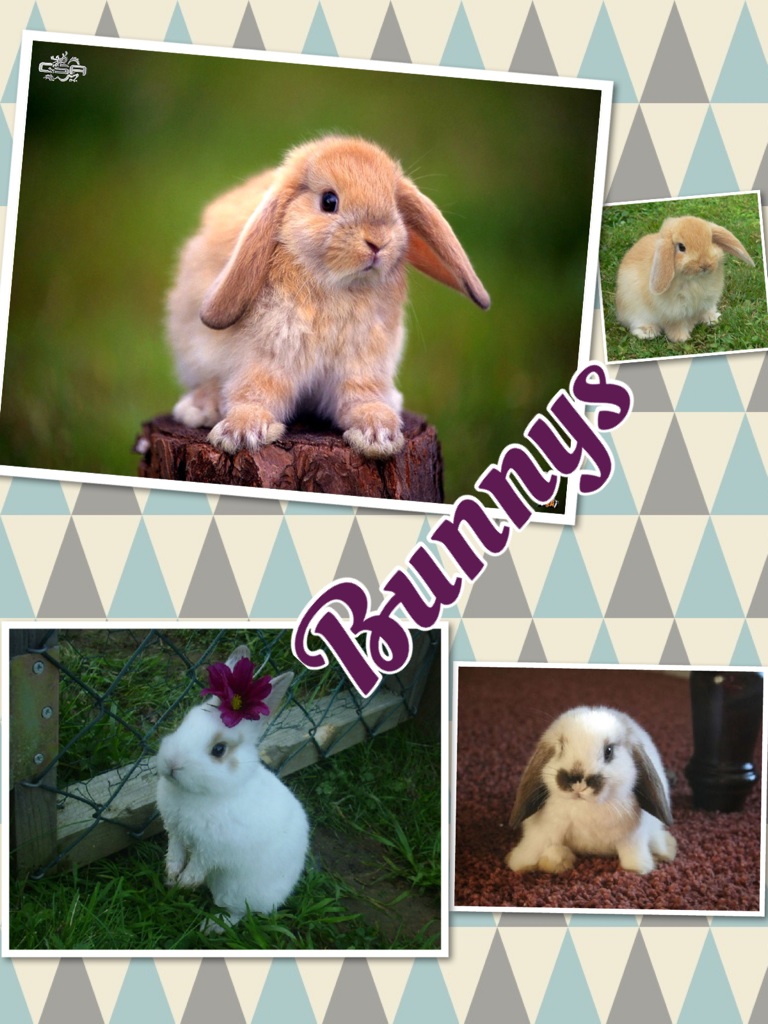 Bunnys