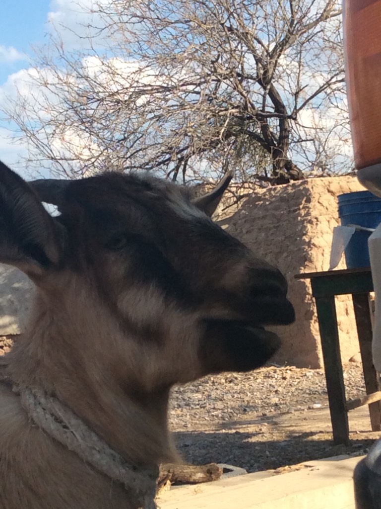 XD my grandma’s goat (name: sol (( it means sun in Spanish)))