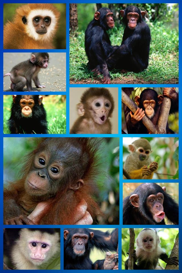 These animals of my favorite! They are so intelligent!! And very cute. Well now you know my 1st favorite animal.