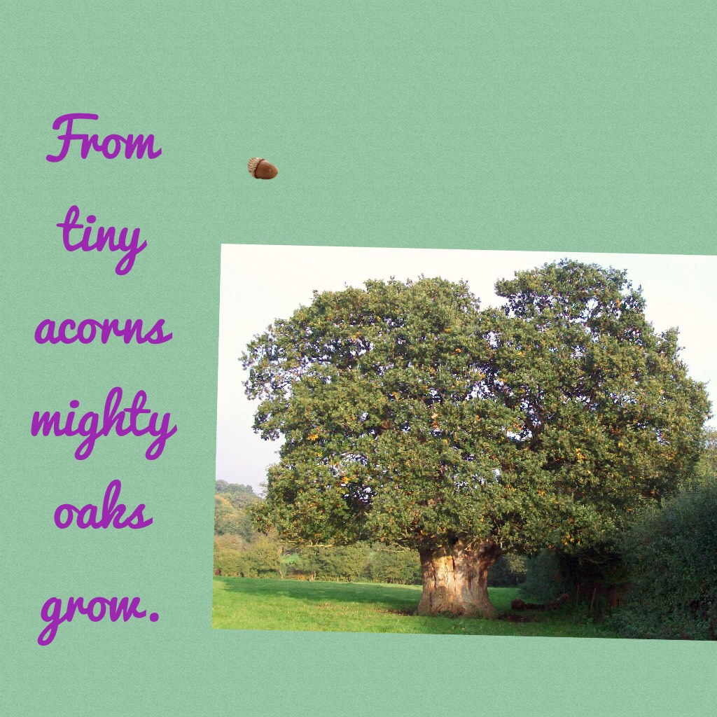 From tiny acorns mighty oaks grow.