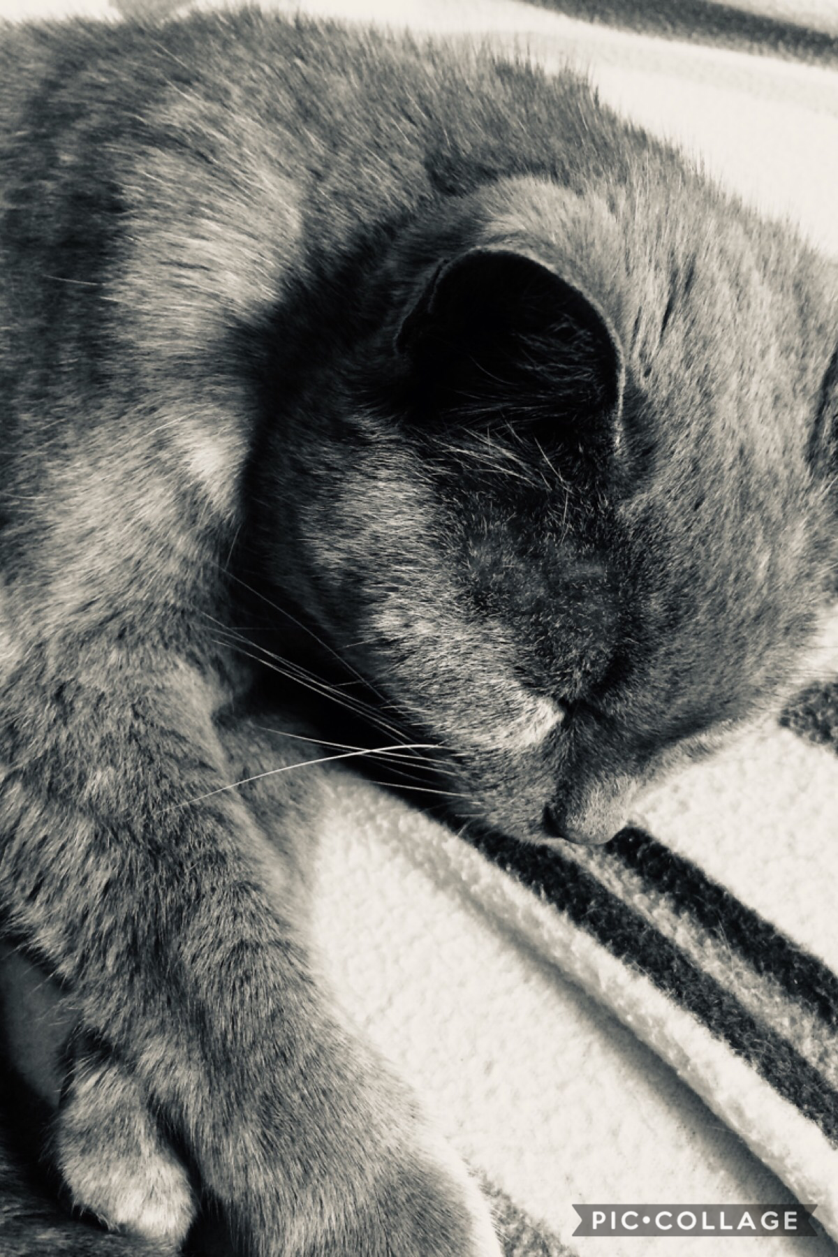 Picture #6! This is my cat, not saying it’s name because... well I’ve got my reasons😂 anyway she’s really cute & OLD! Turning 19 this year! Goodbyeee!