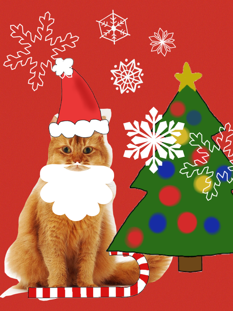 Merry catmas! I know its a bit early but who cares!
