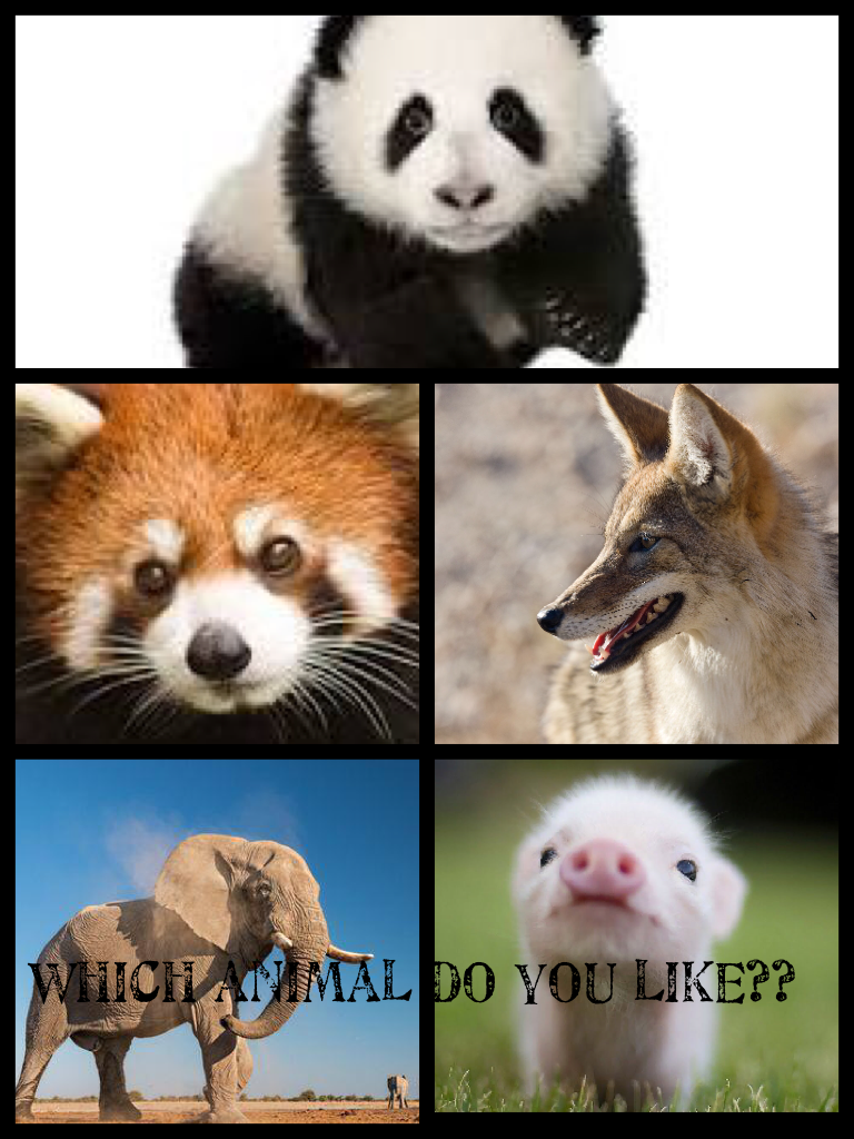 which animal do you like??