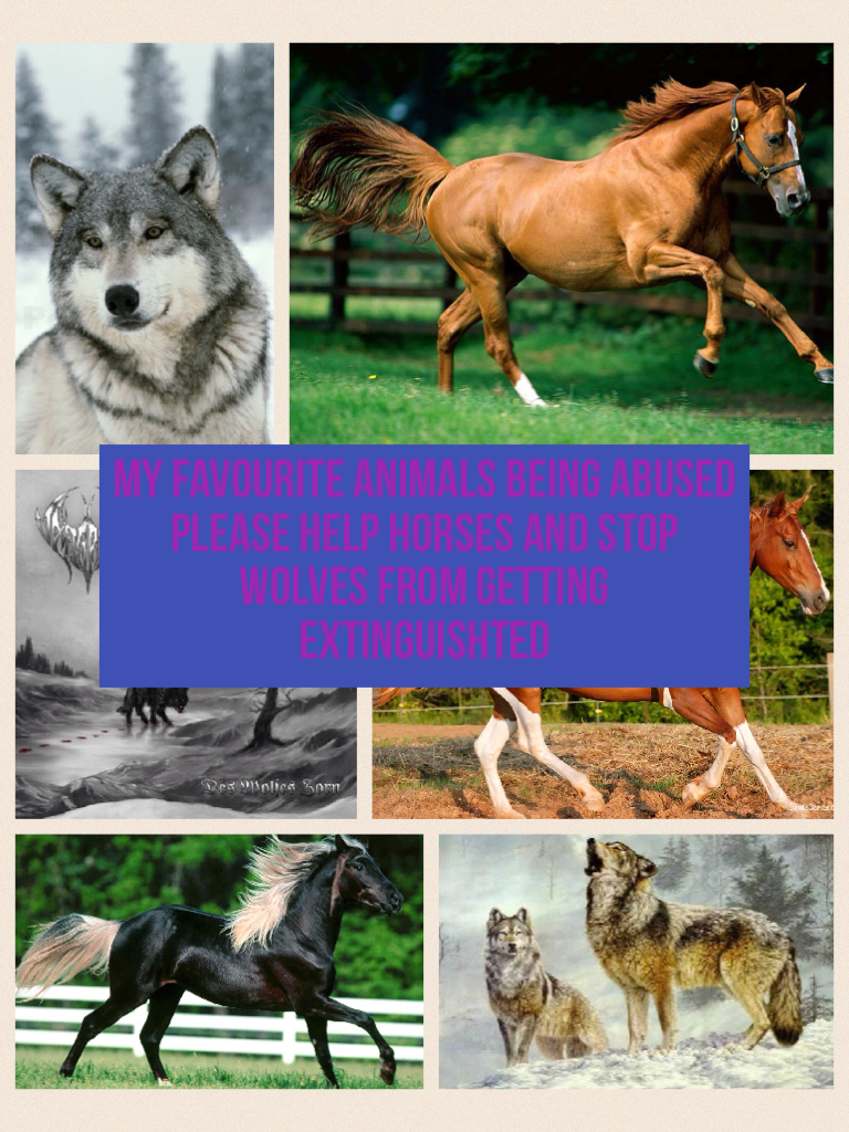 My favourite animals being abused please help horses and stop wolves from getting extinguishted