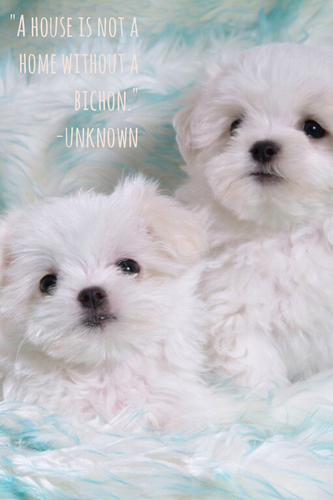 "A house is not a home without a bichon."
      -unknown 