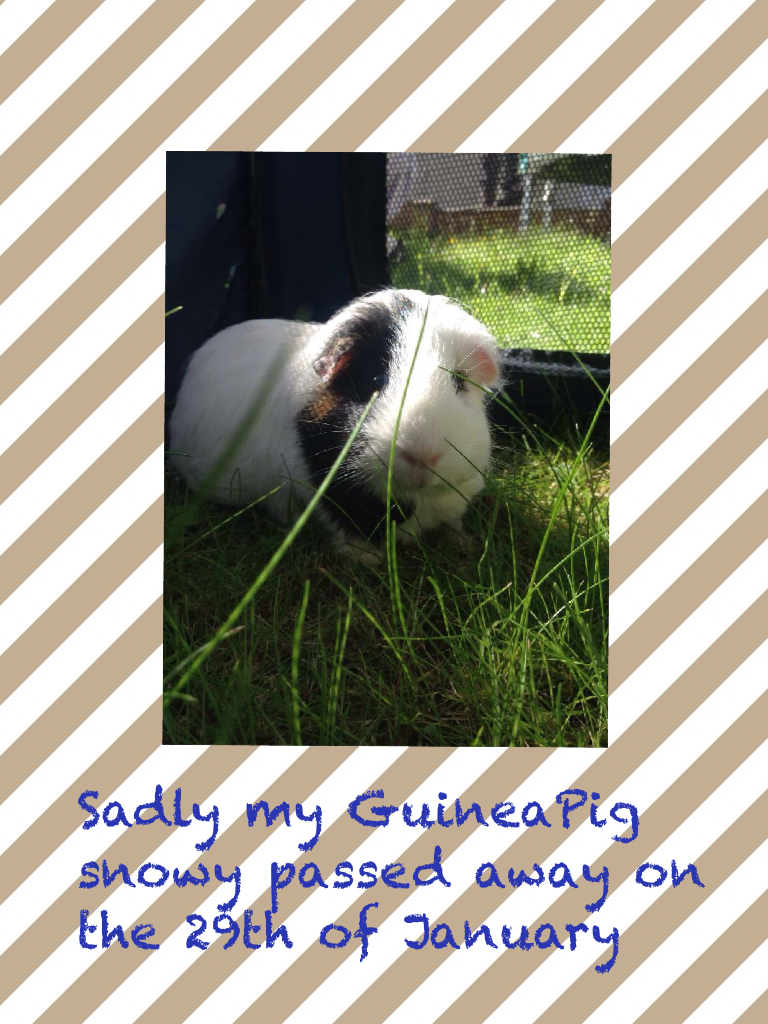Sadly my GuineaPig snowy passed away on the 29th of January 