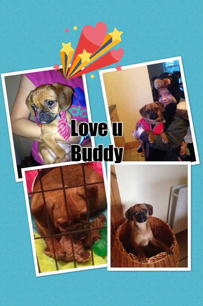 Love u Buddy
I love Buddy so much you're my little buddy
