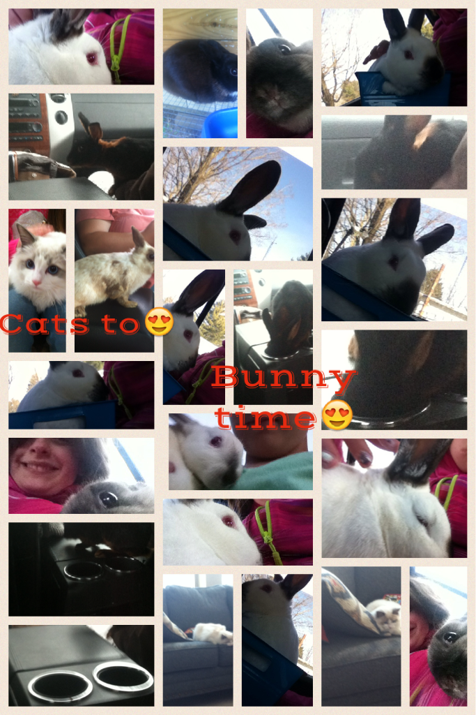 These are some of my bunnies