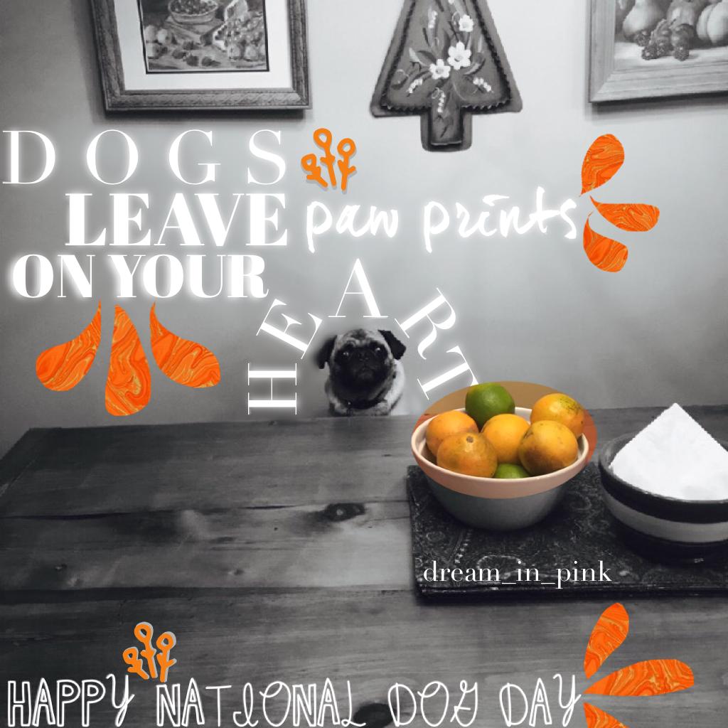 Tippity Tap 
Happy (...late) National Dog Day! Lol, my dog, Olly at the table!💕😋 Anyway, have a great day! Oh, and we all NEED to SUPPORT MiniOreo in whatever she's doing with her accounts! We have to have her back!✨