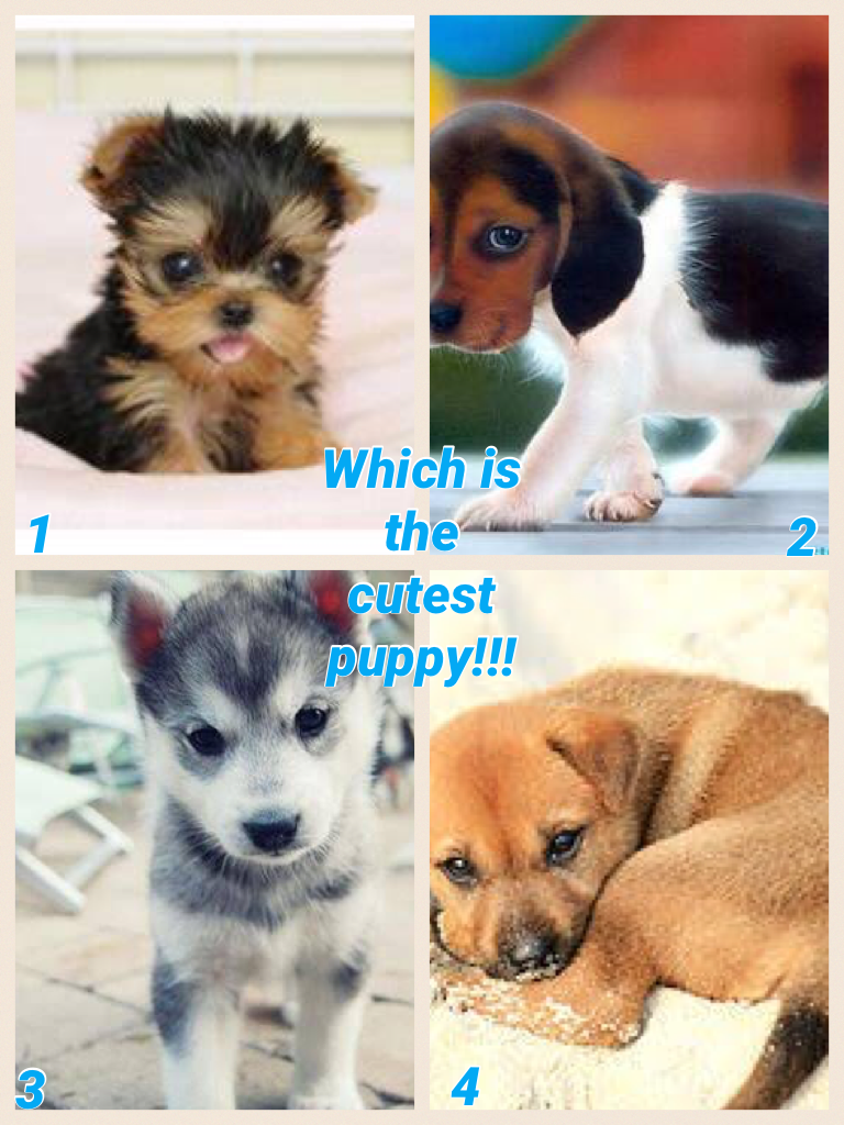Choose the cutest puppy!!! 🐶🐶🐶