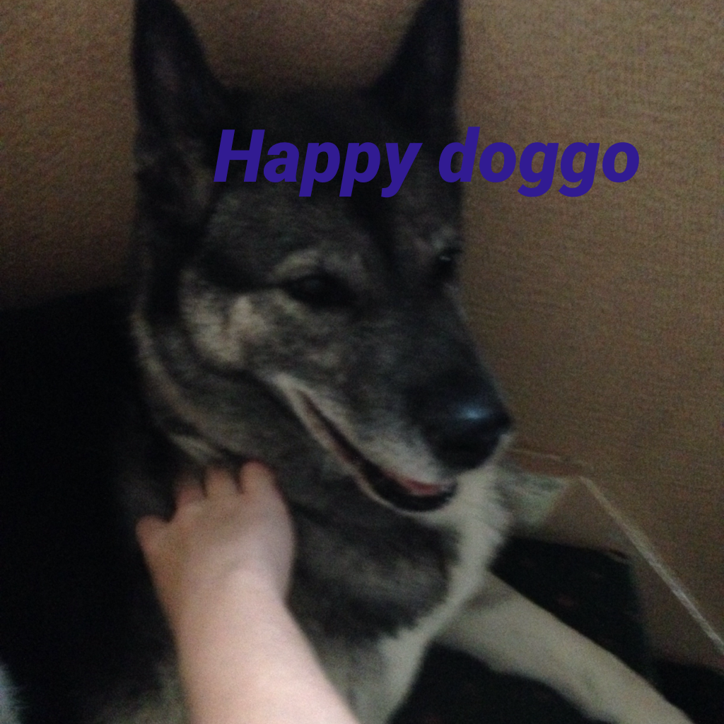 Happy doggo, my doggo