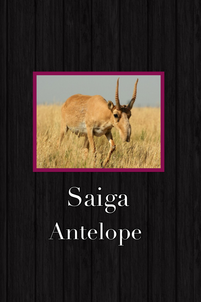 Saiga antelope my favorite animal!!!! 😍😍😍 don't they look sooooo cute!!!😋😋