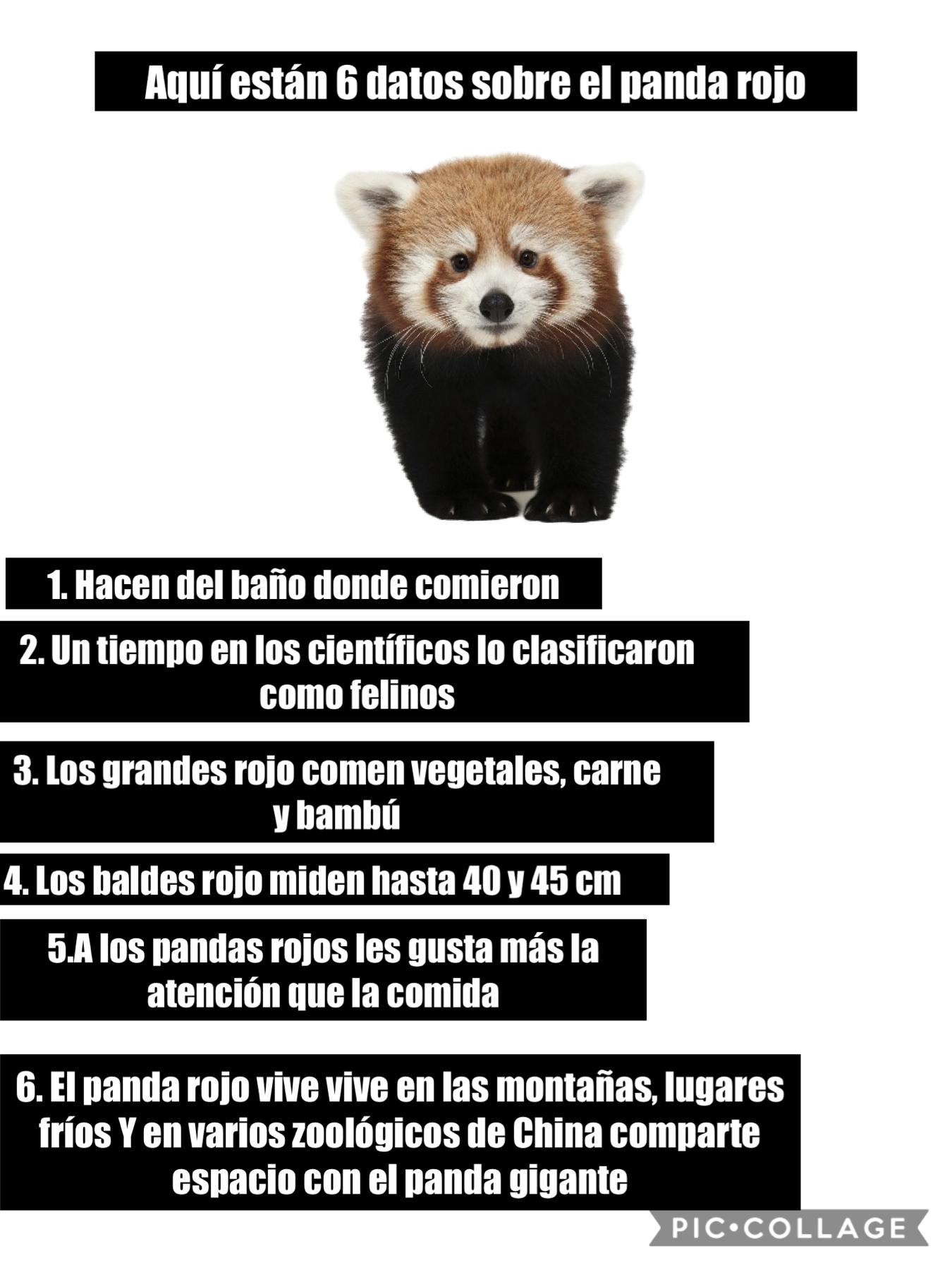 Seis datos sobre el panda rojo