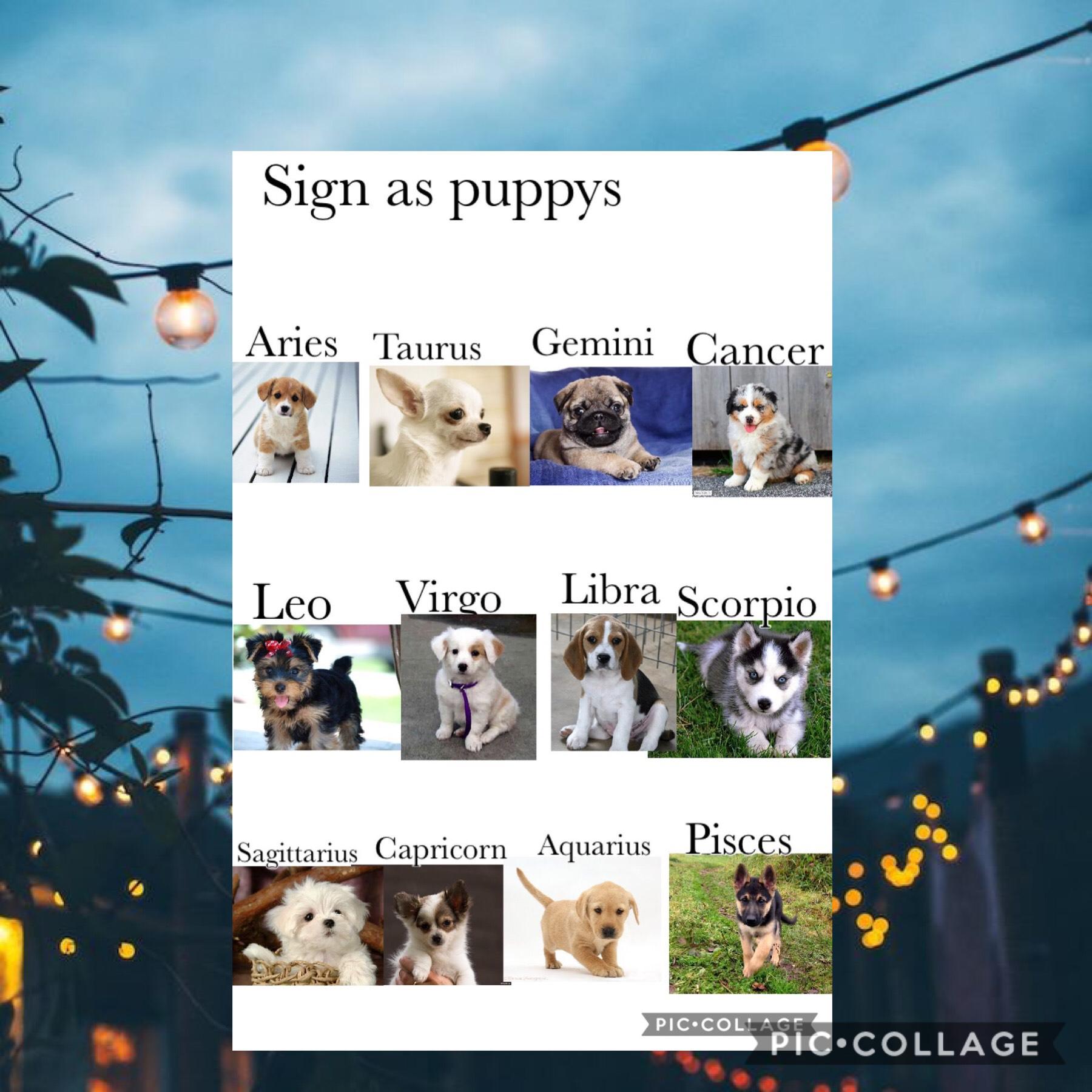 What’s your puppy?