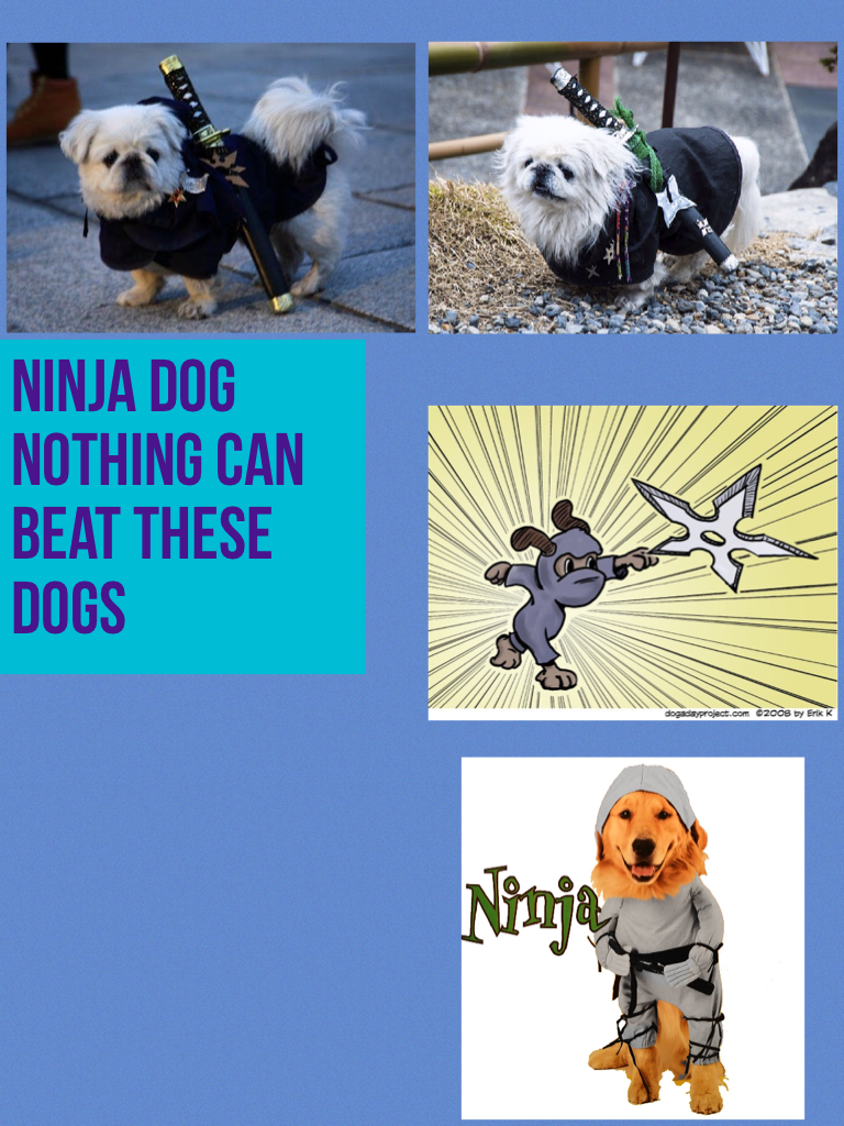Ninja dog nothing can beat these dogs