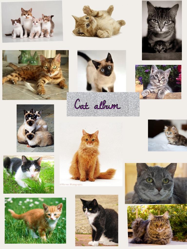 Cat album, Kawaii, me love it!