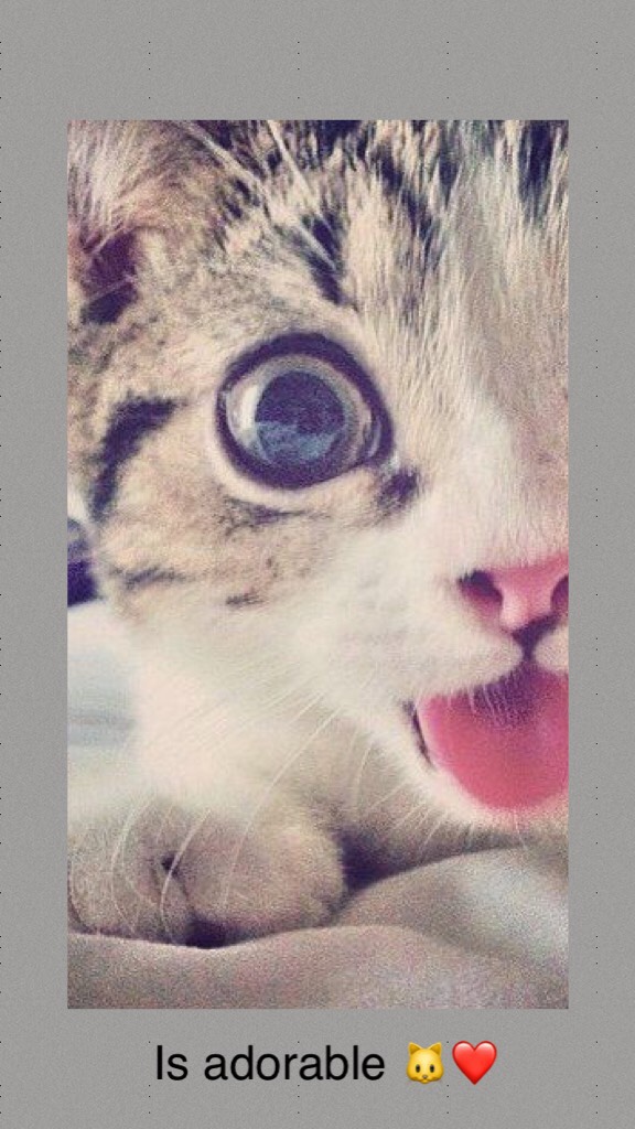 😸This beautiful kitten seems to be taking a selfie, does not seem tender 🐱😛😉