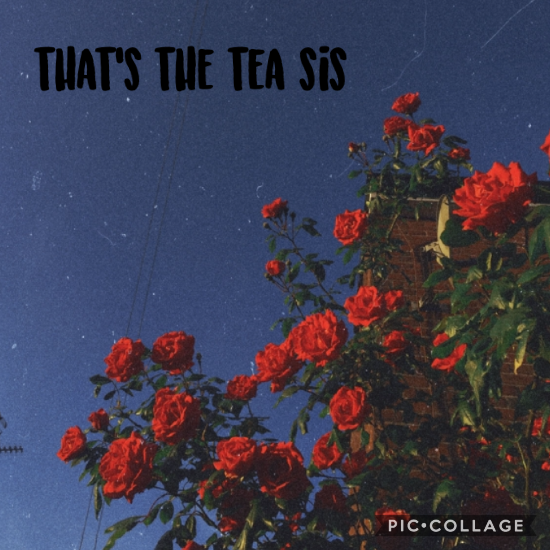 that’s the tea sis 