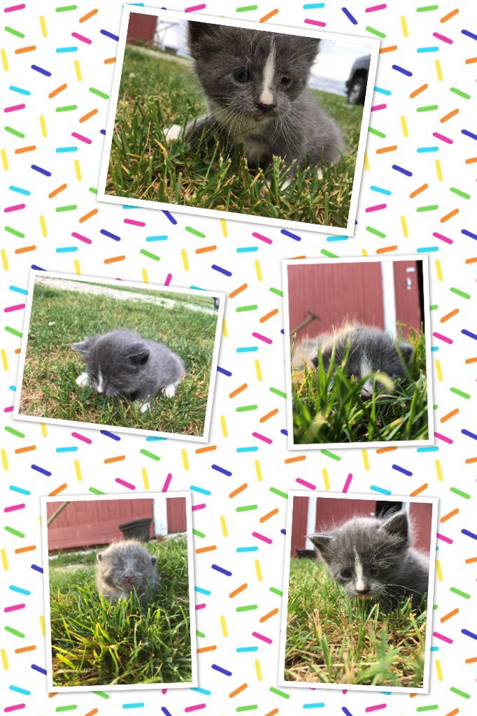 Love these kitties 🐱. #kitties #mittens #barn kitty #ihopeidontgeteaten