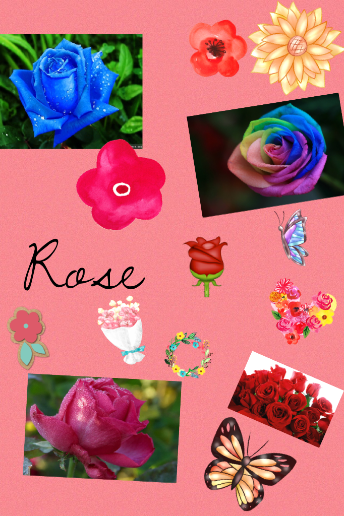 Rose 🌹 